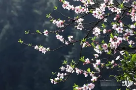 诗不可说丨景美人和春无限，读范成大《春日田园杂兴》图片