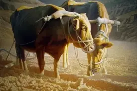 明年闰二月，农谚说“一龙治水，十牛耕田”，2023年是丰收年吗？图片