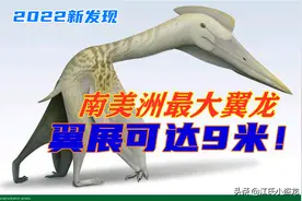 死神翼龙：南美洲最大翼龙图片