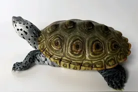 养龟圈子里的八大狠人，别想了，曾经你也是图片