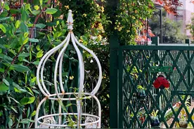 有院子一定要养“8种花”，色彩斑斓，四季有花，漂亮抢眼如花园图片