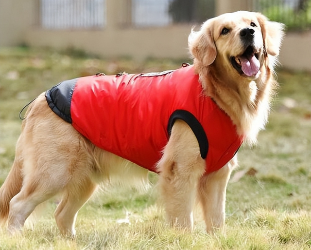 金毛犬掉毛是怎么回事?真相来了