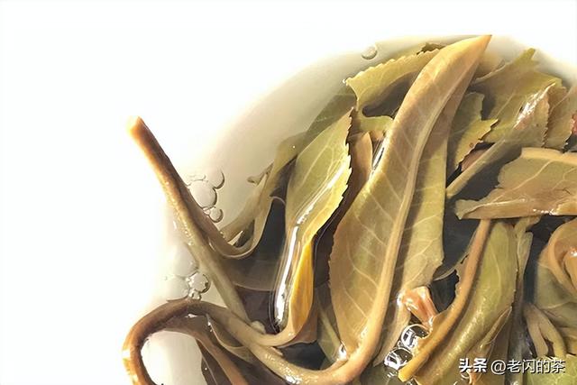 「那焦古树茶」300亩古树茶，游离氨基酸达到5.3%