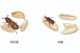 家里的米面，为啥凭空出现小虫？吃了会传染疾病吗？很多人还不知道图片