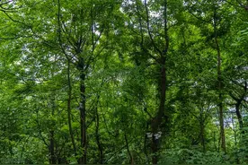 爱上大自然的一抹绿，轻松玩转森林秘境，打卡8处国内最美森林图片