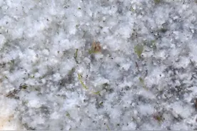 济宁杨絮“猛如虎”，为何多年公认的摇钱树，现在却让人深恶痛绝图片