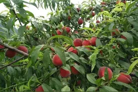 如何才能让桃树多结果结好果？花芽质量是基础，修剪很重要图片