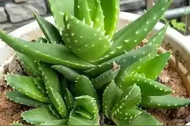 芦荟懒养才行，做“3点”，长得更快，侧芽更多，一棵变成几十棵图片