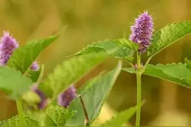 中药功效大全:芳香化湿药图片