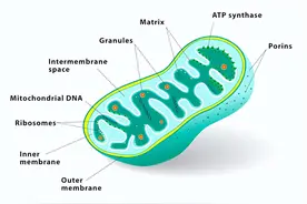 线粒体的功能介绍图片