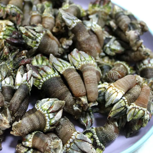 在浙江吃藤壶,还以为吞了个鬼手