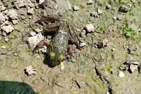 高温牛蛙养殖“最怕”的歪头病，用错方法，花多少钱也治不了！图片