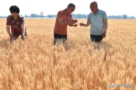 大籽粒小麦品种，你知道几个呢？图片