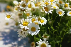 Day3:抓住三个可控修复期，轻松解决白天犯困图片