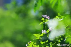 【文化永昌】诗歌|五月 浪漫的行吟图片