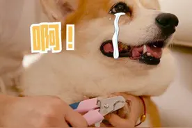 能让狗狗“瑟瑟发抖”的5样东西，会吓到腿软图片