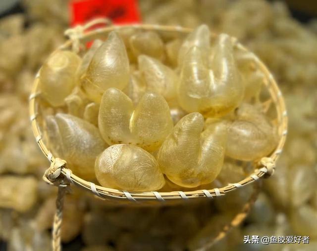 双芽胶是什么鱼的花胶 2026年双芽鱼胶是什么鱼种