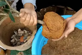 养花的旧土，掺点“小垃圾”，又肥的流油，养花壮，一级棒图片