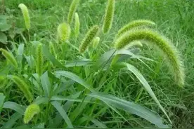 小时候常玩的野草，竟是粮食的祖先，用来煮水好处多，你可认识？图片