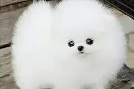 分享图片一可爱的茶杯犬图片