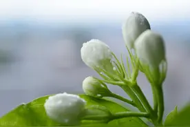 茉莉花有什么特性，怎样栽培管理？图片