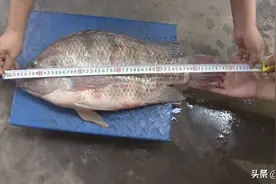 澜沧江出现巨型罗非鱼，最大可长到61cm，入侵隐患究竟多大？图片