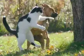 为什么家里的猫经常欺负狗？看完这些，或许你就懂了图片