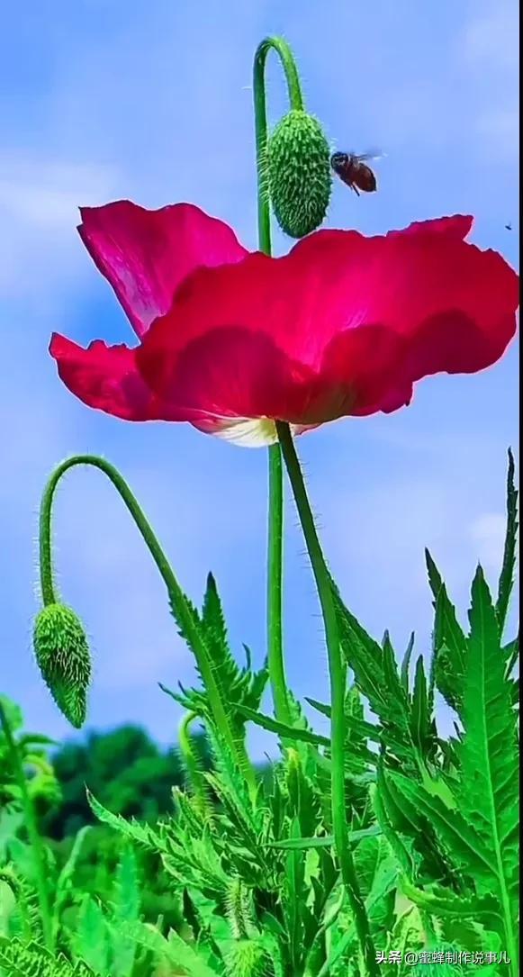 一束鲜花，醉蓝天