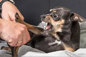 “再有钱也不能养吉娃娃”，你知道原因吗？图片