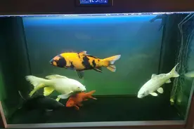 锦鲤乱窜撞缸什么原因？图片