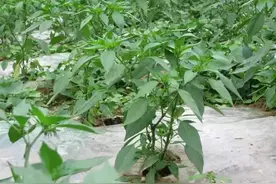 天天吃辣椒，却不知道它的叶子含钙量堪比牛奶，很多人没吃过图片