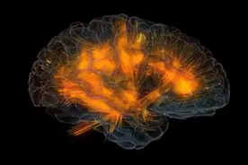 大脑能耗占到人体的20%，为什么多动脑子不能减肥？图片