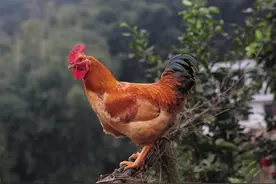 中国民间故事 鬼魂鸡下蛋还债图片