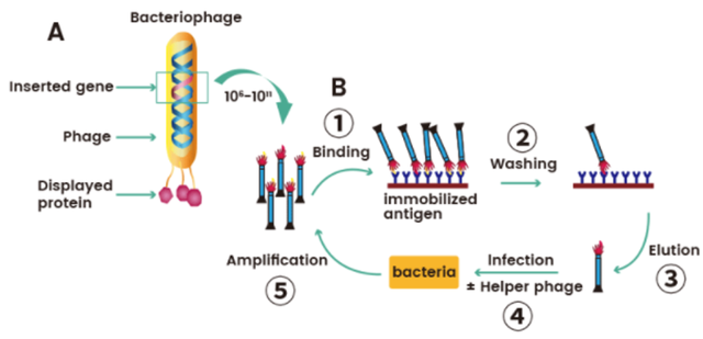 推荐收藏｜浅谈抗体筛选技术
