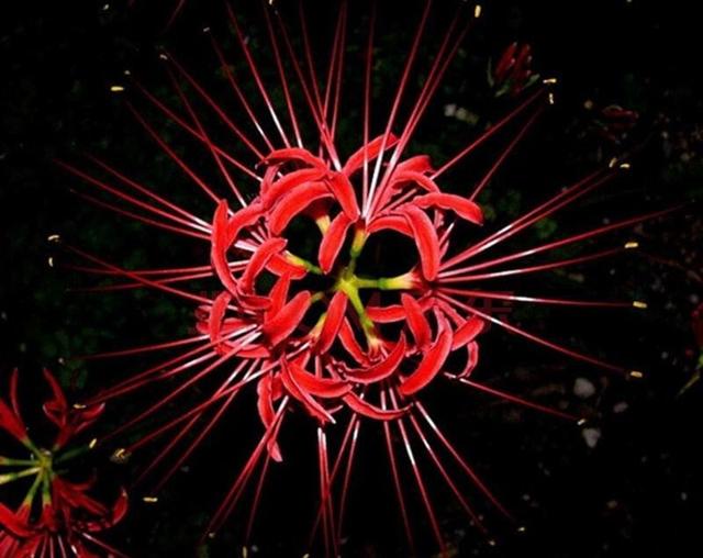 被称作"鬼花"的彼岸花,家里到底能不能养