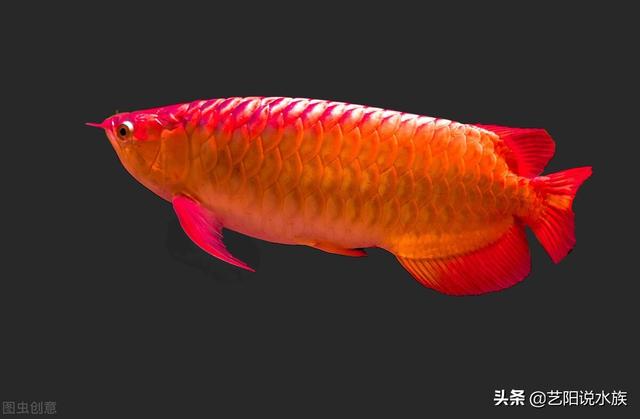 龙鱼鱼鳞大白