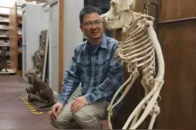 我们为何没有尾巴？大脑为何如此发达？图片