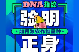 科普图解｜DNA指纹 为农作物品种验明正身图片