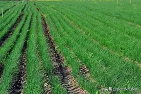 分葱的种植时间和方法，秋季最适宜，种植有技巧图片