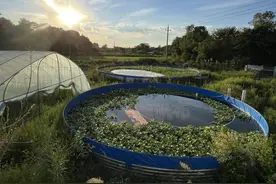 鱼菜共生实现“一水双收”，鱼菜共生帆布水池养殖技术图片