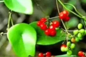 野生千金藤越来越少，种植才能弥补中药市场需求，行情如何呢？图片