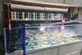 鱼缸上过滤的4种过滤形式介绍图片