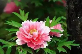 对联常识简介图片