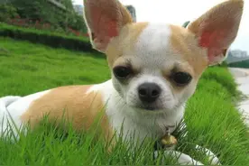 吉娃娃长相凶猛，不受宠主们的喜爱，但真相真的是这样吗？图片