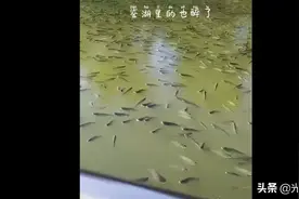 绍兴一酒厂起火，致黄酒流入鉴湖，城门失火殃及池鱼？图片