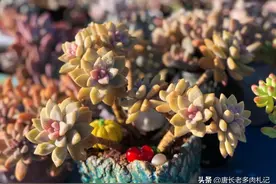 养多肉用什么花盆颜值高？记住5句口诀，可达“盆与肉”和谐之美图片