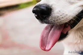 狗狗吃东西不用咀嚼？是真的吗，为什么？图片