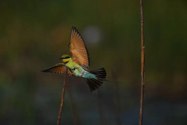 尼康Z8相机升级全新3.00固件：大幅提升自动对焦性能