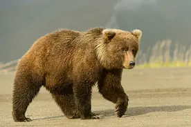 西藏棕熊，濒危物种也需要动物乐园图片