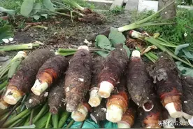 芋头什么品种好？因地制宜选择槟榔芋、红芽芋等优良品种图片